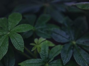 Preview wallpaper leaves, green, plant, macro