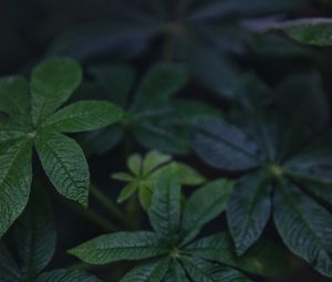 Preview wallpaper leaves, green, plant, macro