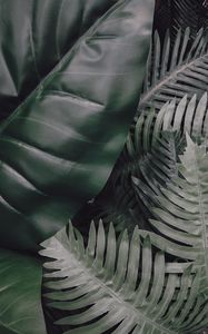 Preview wallpaper leaves, green, plants, tropical