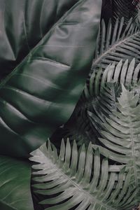 Preview wallpaper leaves, green, plants, tropical