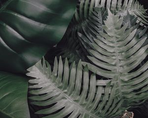 Preview wallpaper leaves, green, plants, tropical