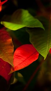 Preview wallpaper leaves, green, red, macro