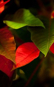 Preview wallpaper leaves, green, red, macro