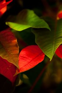 Preview wallpaper leaves, green, red, macro