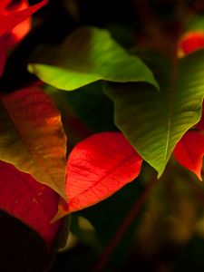 Preview wallpaper leaves, green, red, macro