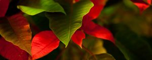 Preview wallpaper leaves, green, red, macro