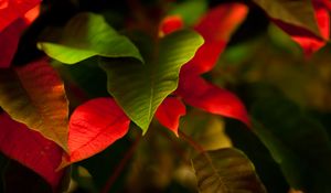 Preview wallpaper leaves, green, red, macro