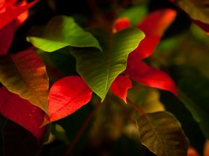 Preview wallpaper leaves, green, red, macro