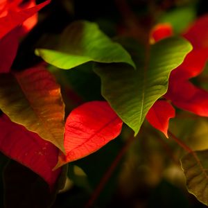 Preview wallpaper leaves, green, red, macro