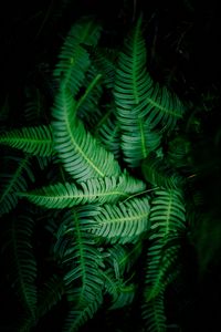 Preview wallpaper leaves, green, shade, dark, vegetation