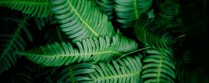 Preview wallpaper leaves, green, shade, dark, vegetation
