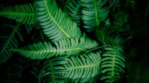 Preview wallpaper leaves, green, shade, dark, vegetation