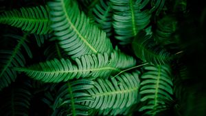 Preview wallpaper leaves, green, shade, dark, vegetation