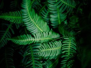 Preview wallpaper leaves, green, shade, dark, vegetation