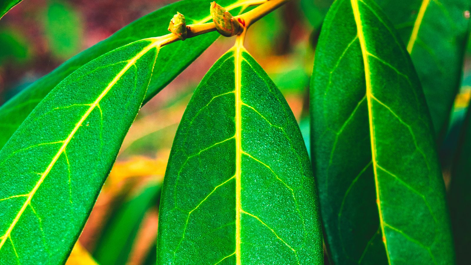 Download Wallpaper 1600x900 Leaves Green Veins Macro Surface 