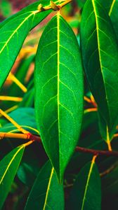 Preview wallpaper leaves, green, veins, macro, surface