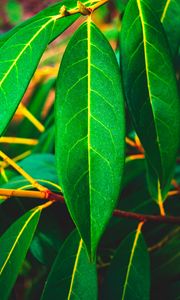 Preview wallpaper leaves, green, veins, macro, surface