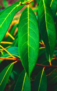 Preview wallpaper leaves, green, veins, macro, surface