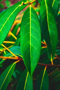 Preview wallpaper leaves, green, veins, macro, surface