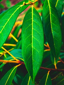Preview wallpaper leaves, green, veins, macro, surface