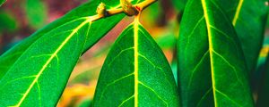 Preview wallpaper leaves, green, veins, macro, surface