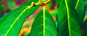 Preview wallpaper leaves, green, veins, macro, surface