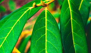 Preview wallpaper leaves, green, veins, macro, surface