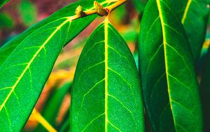 Preview wallpaper leaves, green, veins, macro, surface