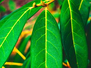 Preview wallpaper leaves, green, veins, macro, surface