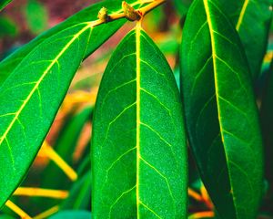 Preview wallpaper leaves, green, veins, macro, surface