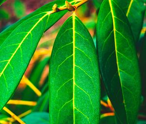 Preview wallpaper leaves, green, veins, macro, surface