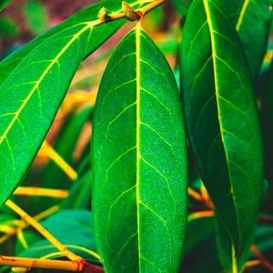 Preview wallpaper leaves, green, veins, macro, surface