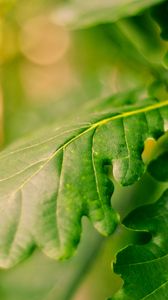 Preview wallpaper leaves, green, veins, macro