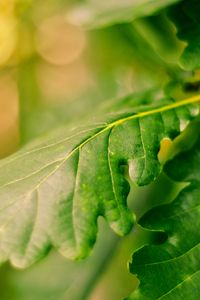Preview wallpaper leaves, green, veins, macro