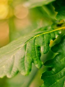 Preview wallpaper leaves, green, veins, macro