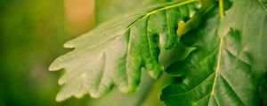 Preview wallpaper leaves, green, veins, macro