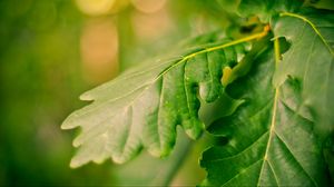 Preview wallpaper leaves, green, veins, macro