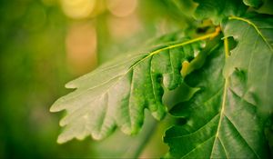 Preview wallpaper leaves, green, veins, macro