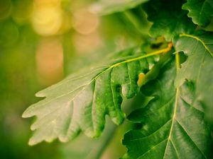 Preview wallpaper leaves, green, veins, macro