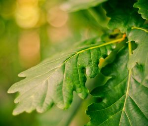 Preview wallpaper leaves, green, veins, macro