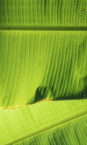 Preview wallpaper leaves, greenery, plant, macro, green