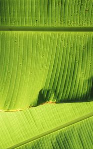 Preview wallpaper leaves, greenery, plant, macro, green