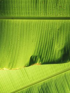 Preview wallpaper leaves, greenery, plant, macro, green