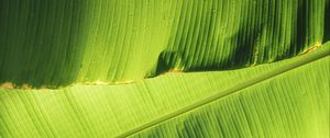 Preview wallpaper leaves, greenery, plant, macro, green