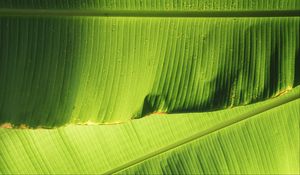 Preview wallpaper leaves, greenery, plant, macro, green