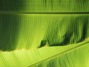 Preview wallpaper leaves, greenery, plant, macro, green