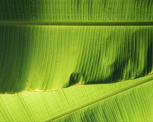 Preview wallpaper leaves, greenery, plant, macro, green