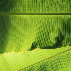 Preview wallpaper leaves, greenery, plant, macro, green