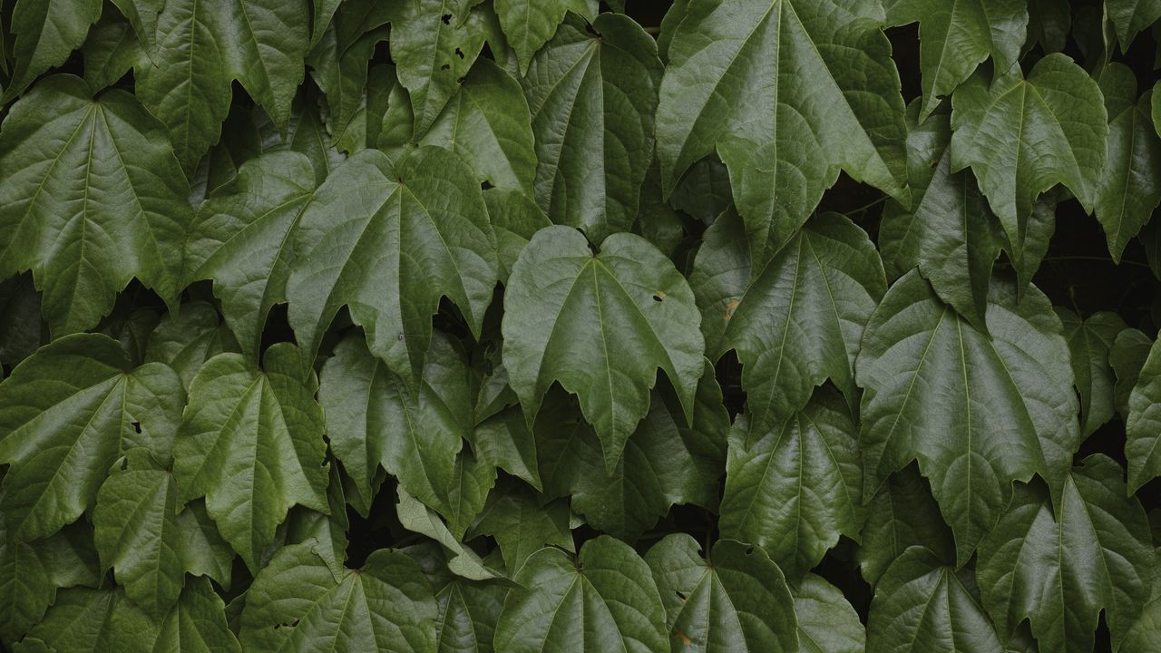 Wallpaper leaves, greenery, plant, green