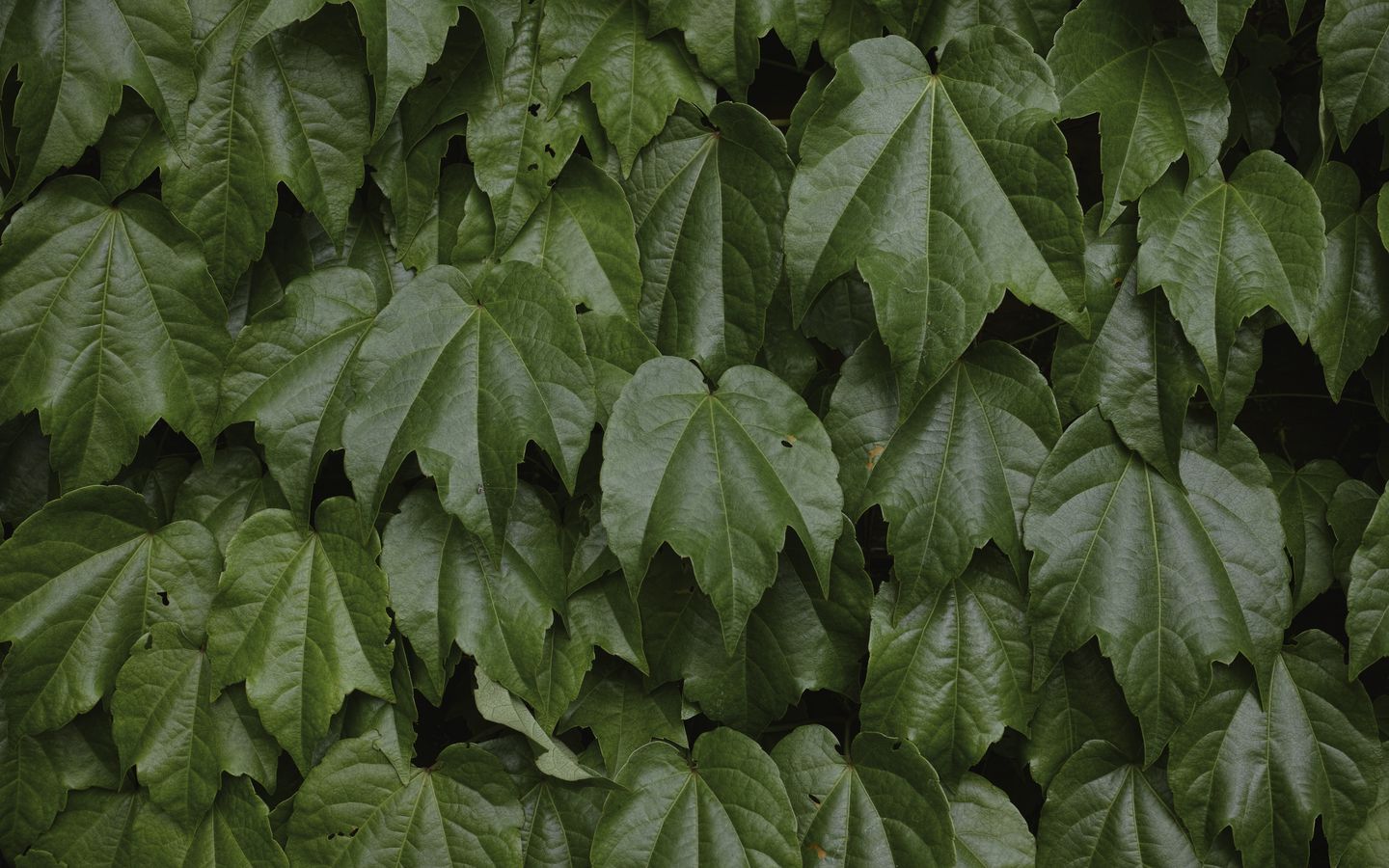 Download wallpaper 1440x900 leaves, greenery, plant, green widescreen